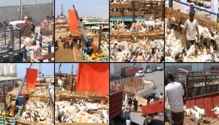 ميناء المكلا يستقبل آلاف الأغنام القادمة  من الصومال لتلبية احتياجات السوق المحلية