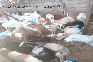 ارتفاع جنوني في أسعار الأضاحي بسوق اللحوم المركزي بالعاصمة عدن