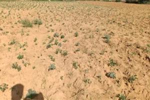 الأمم المتحدة: الحرب والجفاف يفاقمان خطر المجاعة في السودان