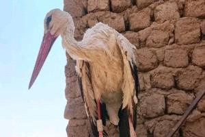 طيور مهاجرة أثارت الشكوك في السودان.. "اتهامات بالتجسس"